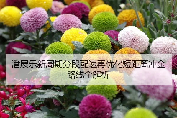 潘展乐新周期分段配速再优化短距离冲金路线全解析